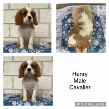 Load image into Gallery viewer, HENRY - Male  Cavalier - Ready Now