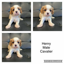 Load image into Gallery viewer, HENRY - Male  Cavalier - Ready Now