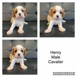 HENRY - Male  Cavalier - Ready Now