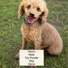 Load image into Gallery viewer, LEO - Male Toy Cavoodle - ready 21st June