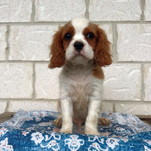 Load image into Gallery viewer, HENRY - Male  Cavalier - Ready Now