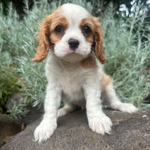 Load image into Gallery viewer, HENRY - Male  Cavalier - Ready Now