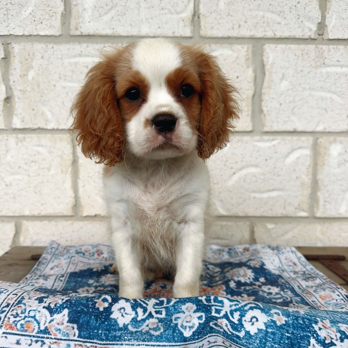 HERMAN - Male  Cavalier - Ready Now