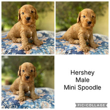 Load image into Gallery viewer, HERSHEY - Male Mini Spoodle - Ready 4th April