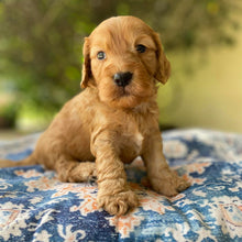 Load image into Gallery viewer, HERSHEY - Male Mini Spoodle - Ready 4th April