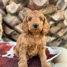 Load image into Gallery viewer, HICCUP - Male Mini Spoodle - Ready 4th August