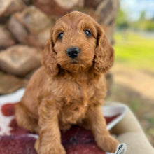 Load image into Gallery viewer, HICCUP - Male Mini Spoodle - Ready 4th August