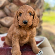 Load image into Gallery viewer, HICCUP - Male Mini Spoodle - Ready 4th August