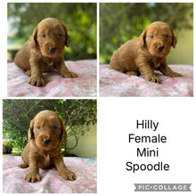 Load image into Gallery viewer, HILLY - Female Mini Spoodle - Ready 4th April