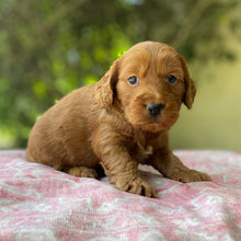 Load image into Gallery viewer, HILLY - Female Mini Spoodle - Ready 4th April