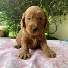 Load image into Gallery viewer, HILLY - Female Mini Spoodle - Ready 4th April