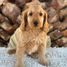 Load image into Gallery viewer, .HOBBES - Male Mini Spoodle - Ready 4th August