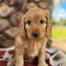 Load image into Gallery viewer, HOBBES - Male Mini Spoodle - Ready 4th August