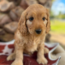 Load image into Gallery viewer, HOBBES - Male Mini Spoodle - Ready 4th August