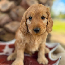 Load image into Gallery viewer, HOBBES - Male Mini Spoodle - Ready 4th August