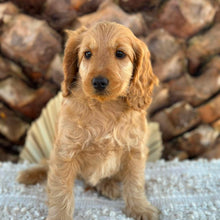 Load image into Gallery viewer, .HOBBES - Male Mini Spoodle - Ready 4th August