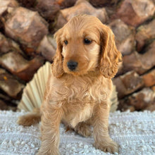 Load image into Gallery viewer, .HOBBES - Male Mini Spoodle - Ready 4th August