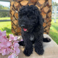 Load image into Gallery viewer, HOLDEN - Male Toy Poodle - Ready Now