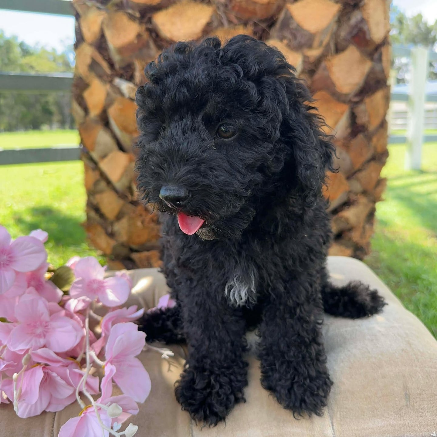 HOLDEN - Male Toy Poodle - Ready Now