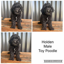 Load image into Gallery viewer, HOLDEN - Male Toy Poodle - Ready 5th Nov