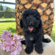 Load image into Gallery viewer, HOLDEN - Male Toy Poodle - Ready Now