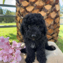 Load image into Gallery viewer, HOLDEN - Male Toy Poodle - Ready Now