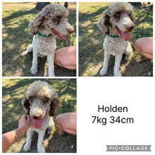 Load image into Gallery viewer, PEBBLES - Female Mini Spoodle - Ready 5th June