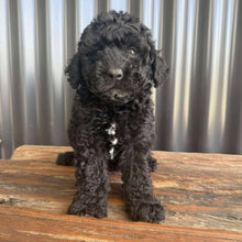 Load image into Gallery viewer, HOLDEN - Male Toy Poodle - Ready 5th Nov