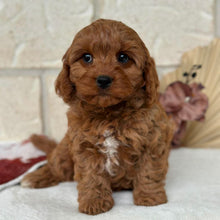 Load image into Gallery viewer, HOLLY - Female Toy Cavoodle - Ready Now 🌟 Free Flight Offer 🌟