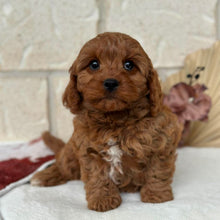 Load image into Gallery viewer, HOLLY - Female Toy Cavoodle - Ready Now 🌟 Free Flight Offer 🌟