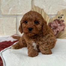 Load image into Gallery viewer, HOLLY - Female Toy Cavoodle - Ready Now 🌟 Free Flight Offer 🌟