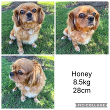 Load image into Gallery viewer, HONEY - Female Cavalier X - ADULT REHOMER - Ready Now