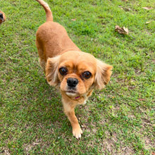 Load image into Gallery viewer, HONEY - Female Cavalier X - ADULT REHOMER - Ready Now