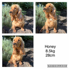 Load image into Gallery viewer, HENNIE - Female Mini Spoodle - Ready 4th August