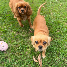 Load image into Gallery viewer, HONEY - Female Cavalier X - ADULT REHOMER - Ready Now