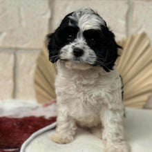 Load image into Gallery viewer, HOPE - Female Toy Cavoodle - Ready Now 🌟 Free Flight Offer 🌟