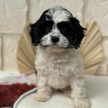 Load image into Gallery viewer, HOPE - Female Toy Cavoodle - Ready Now 🌟 Free Flight Offer 🌟