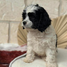 Load image into Gallery viewer, HOPE - Female Toy Cavoodle - Ready Now 🌟 Free Flight Offer 🌟