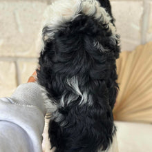 Load image into Gallery viewer, HOPE - Female Toy Cavoodle - Ready Now 🌟 Free Flight Offer 🌟