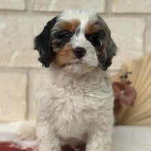 Load image into Gallery viewer, HOWIE - Male Toy Cavoodle - Ready Now 🌟 Free Flight Offer 🌟
