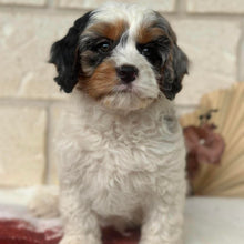 Load image into Gallery viewer, HOWIE - Male Toy Cavoodle - Ready Now 🌟 Free Flight Offer 🌟