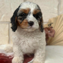 Load image into Gallery viewer, HOWIE - Male Toy Cavoodle - Ready Now 🌟 Free Flight Offer 🌟