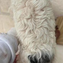 Load image into Gallery viewer, HOWIE - Male Toy Cavoodle - Ready Now 🌟 Free Flight Offer 🌟