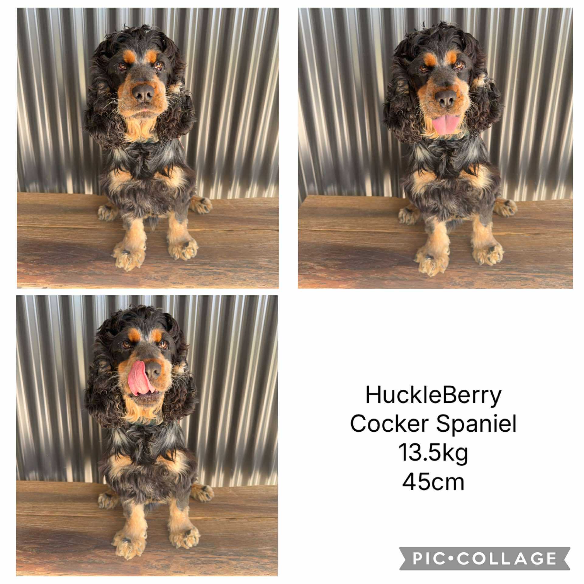 COCKER SPANIELS - READY FOR DEPOSITS NOW - Ready for home 10th Dec
