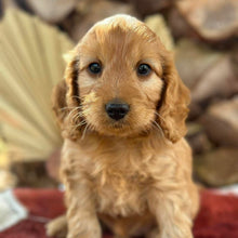 Load image into Gallery viewer, HUEY - Male Mini Spoodle - Ready 4th August