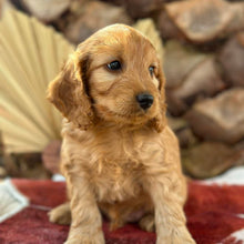 Load image into Gallery viewer, HUEY - Male Mini Spoodle - Ready 4th August