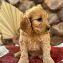 Load image into Gallery viewer, HUEY - Male Mini Spoodle - Ready 4th August