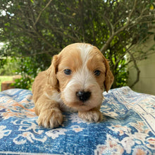 Load image into Gallery viewer, HUGO - Male Mini Spoodle - Ready 4th April