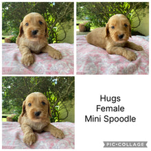 Load image into Gallery viewer, HUGS - Female Mini Spoodle - Ready 4th April
