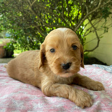 Load image into Gallery viewer, HUGS - Female Mini Spoodle - Ready 4th April